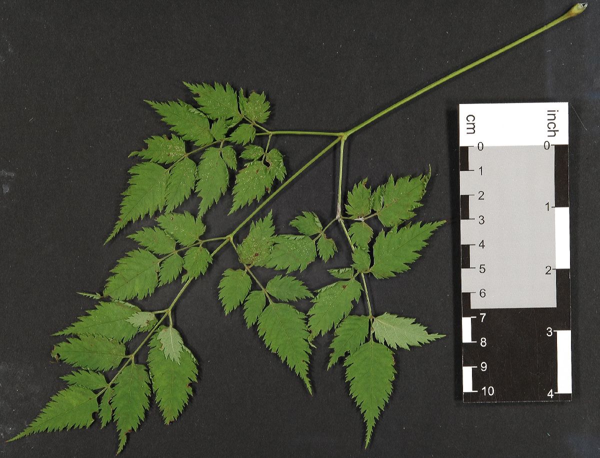 Rosaceae Aruncus  aethusifolius