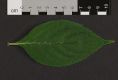 image of Hydrangea 