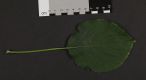 image of Hydrangea  anomola