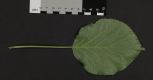 image of Hydrangea  anomola