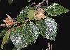 image of Fagus sylvatica