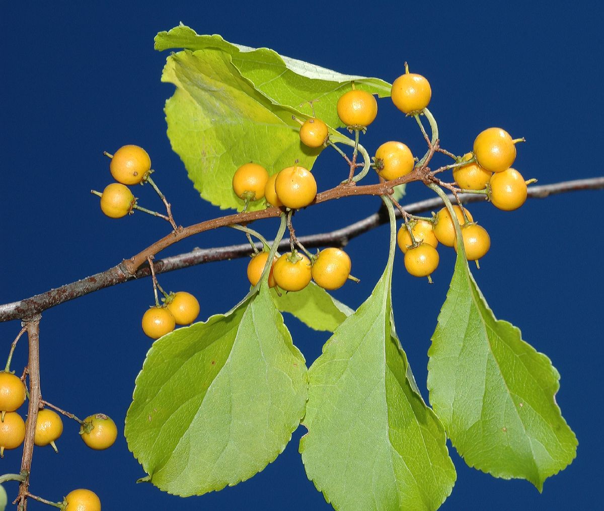 Celastraceae Celastrus orbiculatus