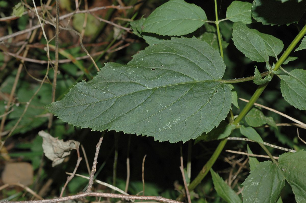 Scrophulariaceae Scrophularia marilandica