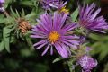 image of Aster novae-angliae