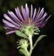 image of Aster novae-angliae