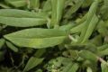image of Aster novae-angliae