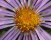 image of Aster novae-angliae