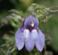image of Lobelia siphilitica