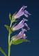 image of Lobelia siphilitica