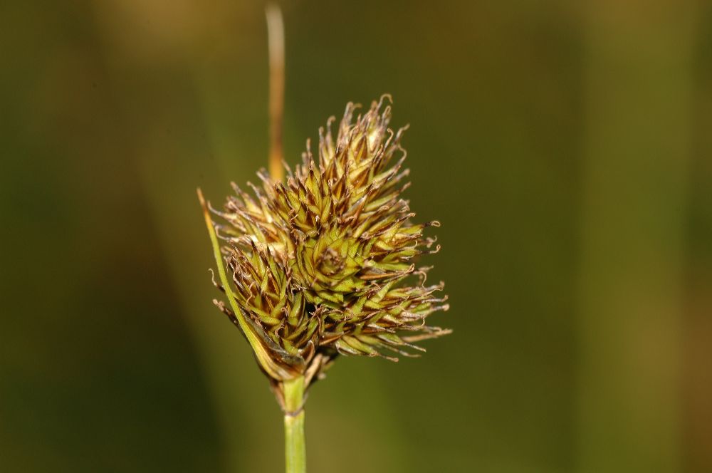 Cyperaceae  