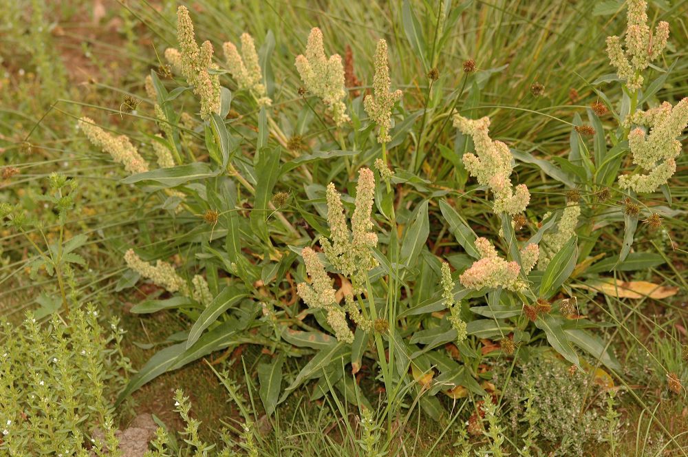 Polygonaceae Rumex 