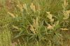 image of Rumex 