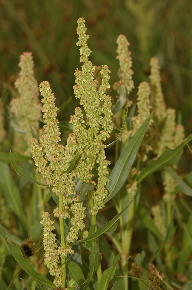 Polygonaceae Rumex 