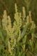 image of Rumex 