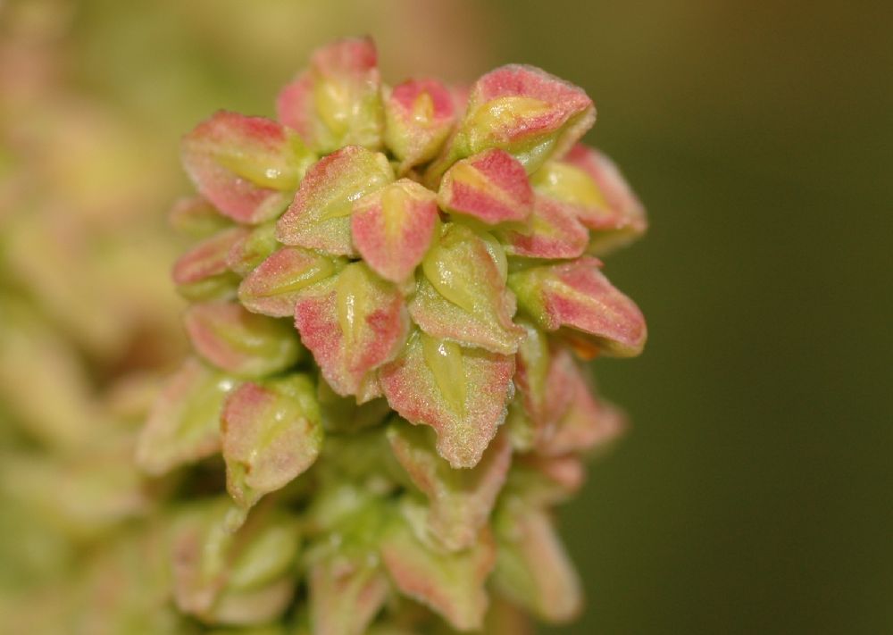 Polygonaceae Rumex 