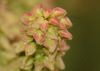 image of Rumex 