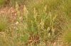 image of Rumex 