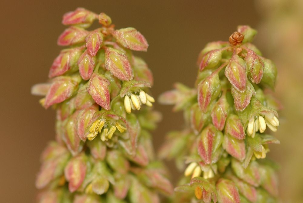 Polygonaceae Rumex 
