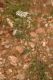 image of Achillea 
