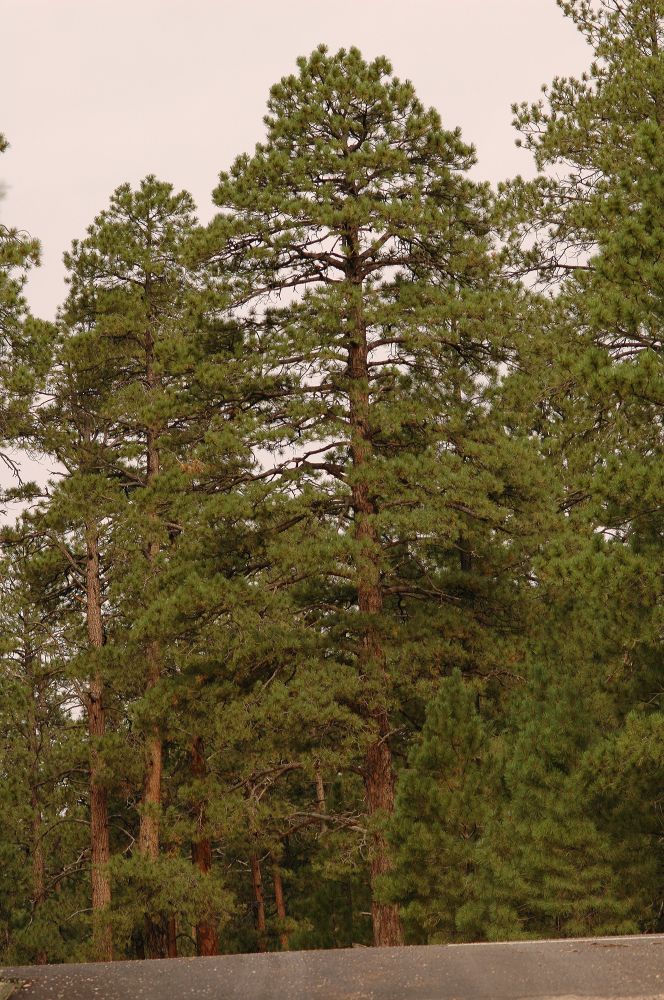 Pinaceae Pinus ponderosa