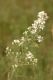 image of Aster 