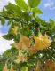 image of Brugmansia suaveolens