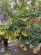 image of Brugmansia suaveolens