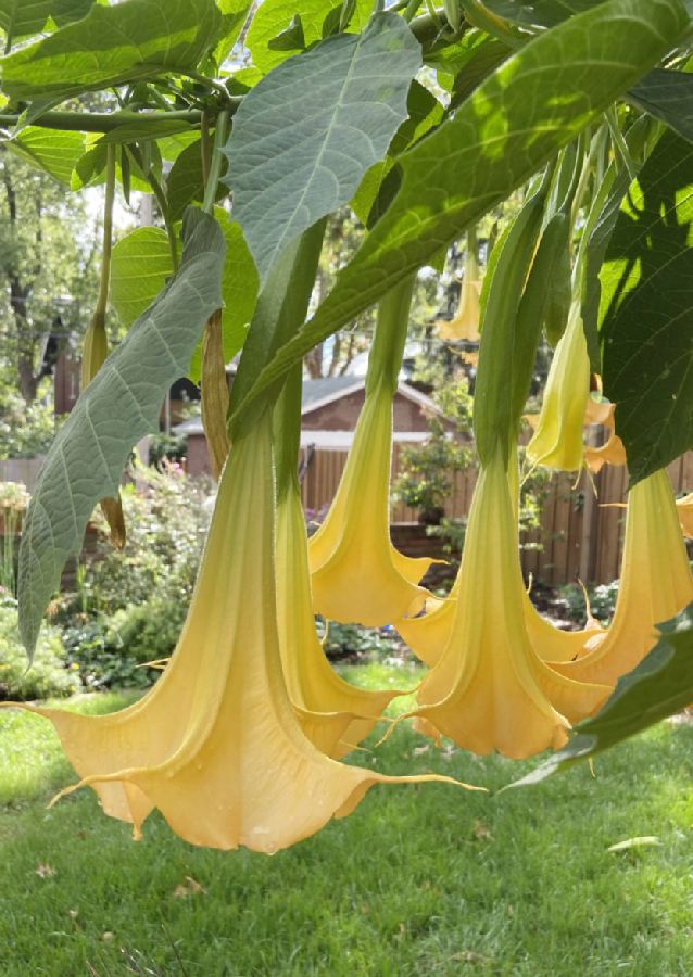 Solanaceae Brugmansia suaveolens