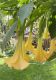 image of Brugmansia suaveolens