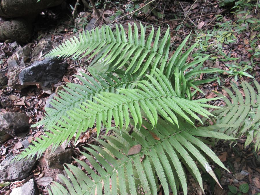 Thelypteridaceae Pelazoneuron schizotis