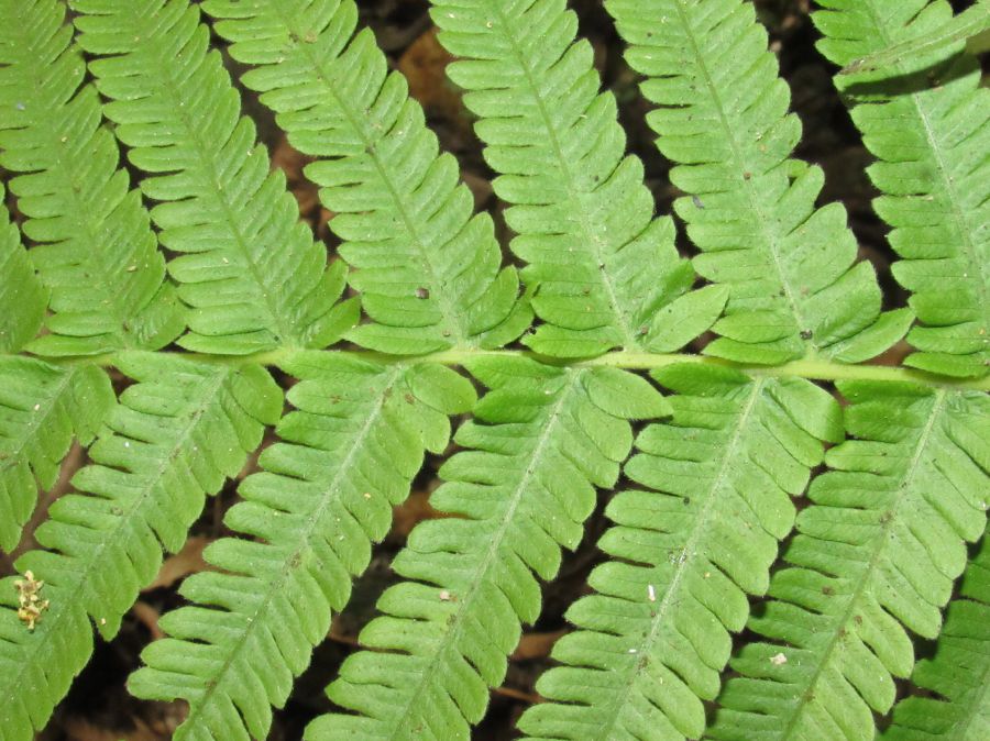 Thelypteridaceae Pelazoneuron schizotis