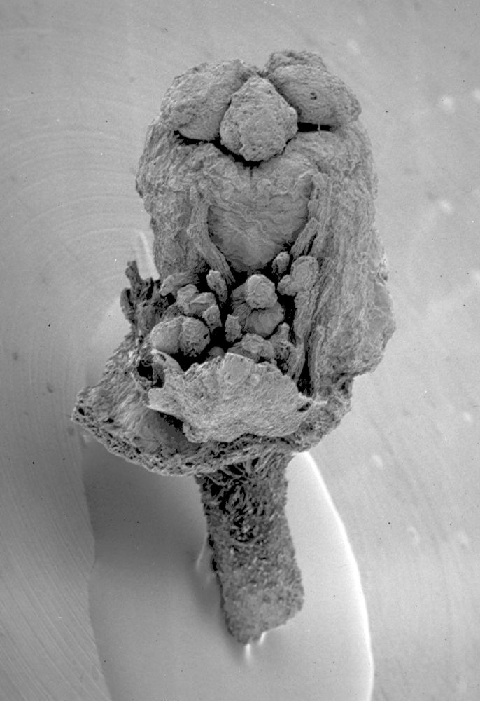 Clusiaceae Paleoclusia chevalieri