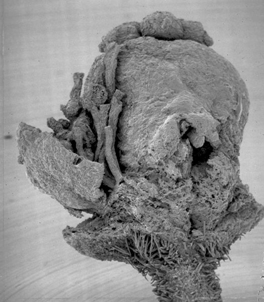 Clusiaceae Paleoclusia chevalieri