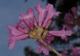 image of Jacaranda 