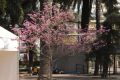 image of Jacaranda 