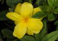 image of Jasminum mesnyi