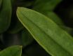 image of Jasminum mesnyi