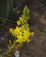 image of Bulbine 