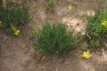 image of Bulbine 
