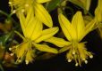 image of Bulbine 