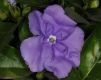 image of Brunfelsia pauciflora