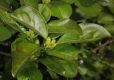 image of Brunfelsia pauciflora