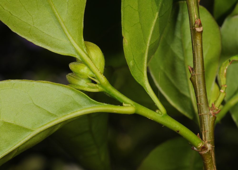 Solanaceae Brunfelsia pauciflora