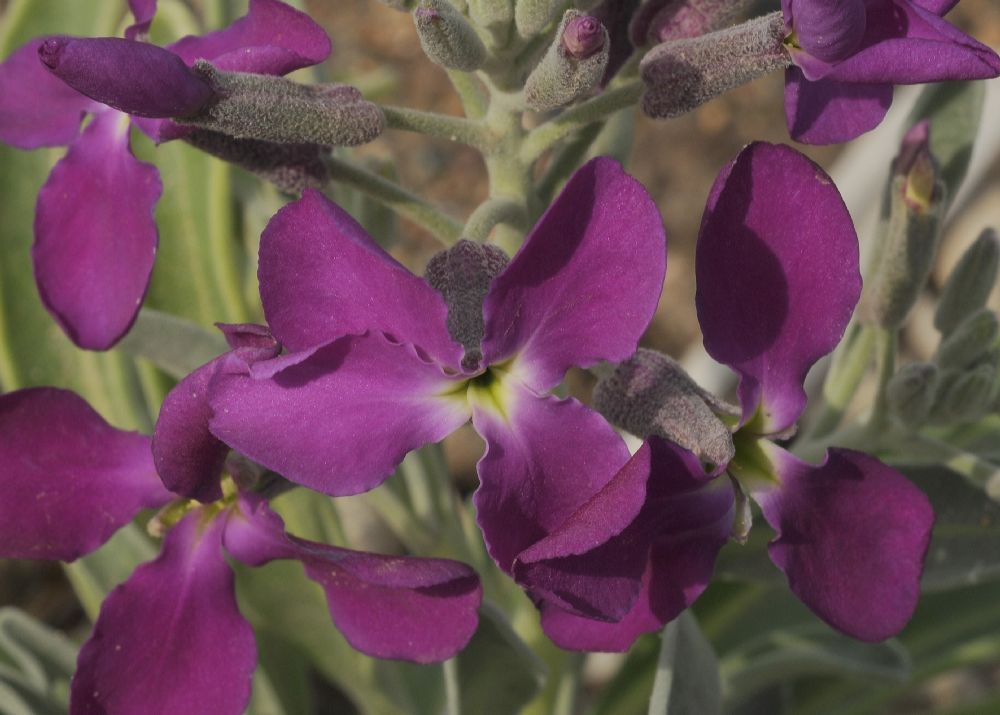 Brassicaceae Matthiola incana