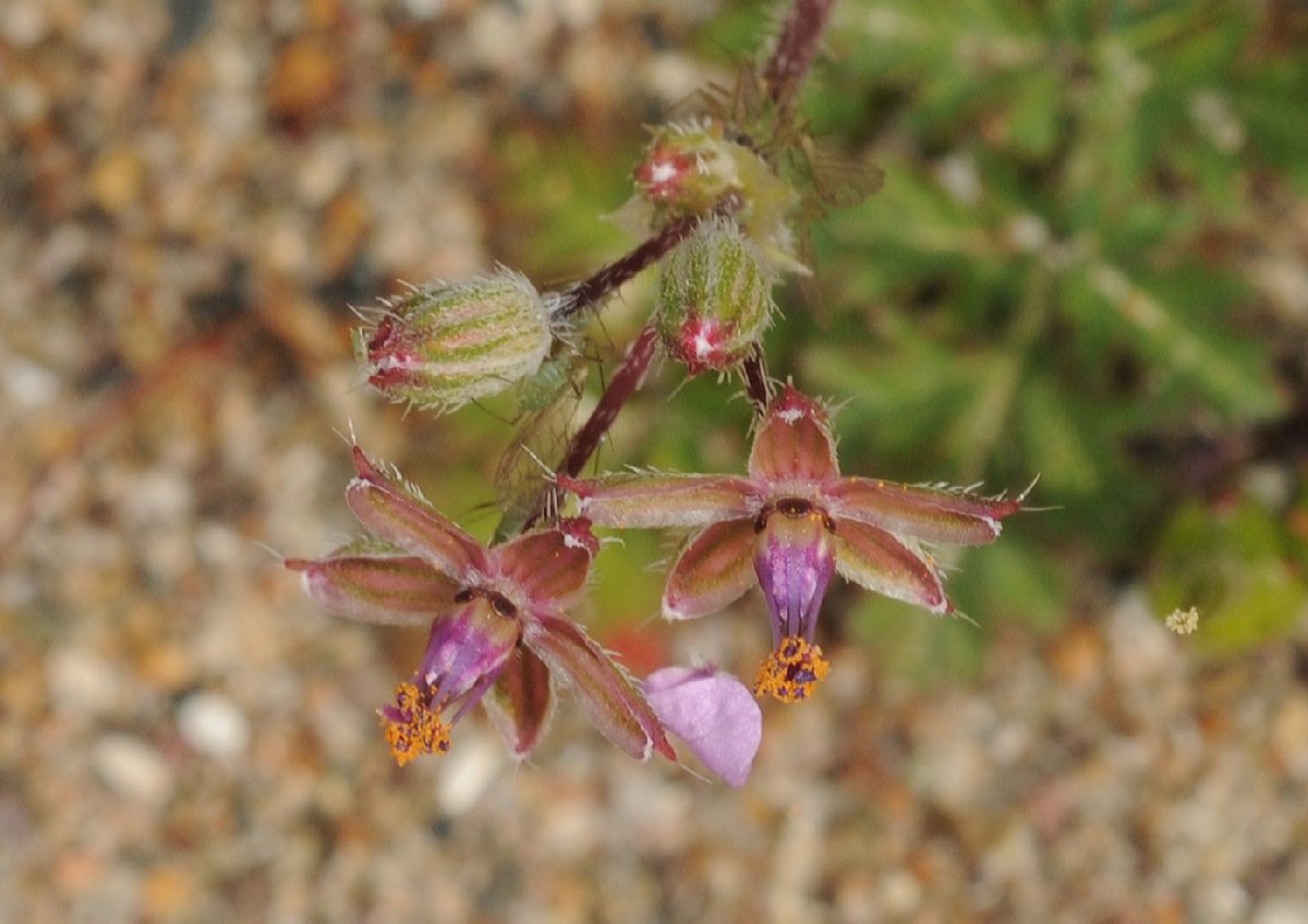 Geraniaceae Erodium cicutarium