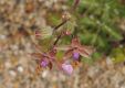 image of Erodium cicutarium