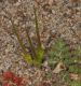 image of Erodium cicutarium