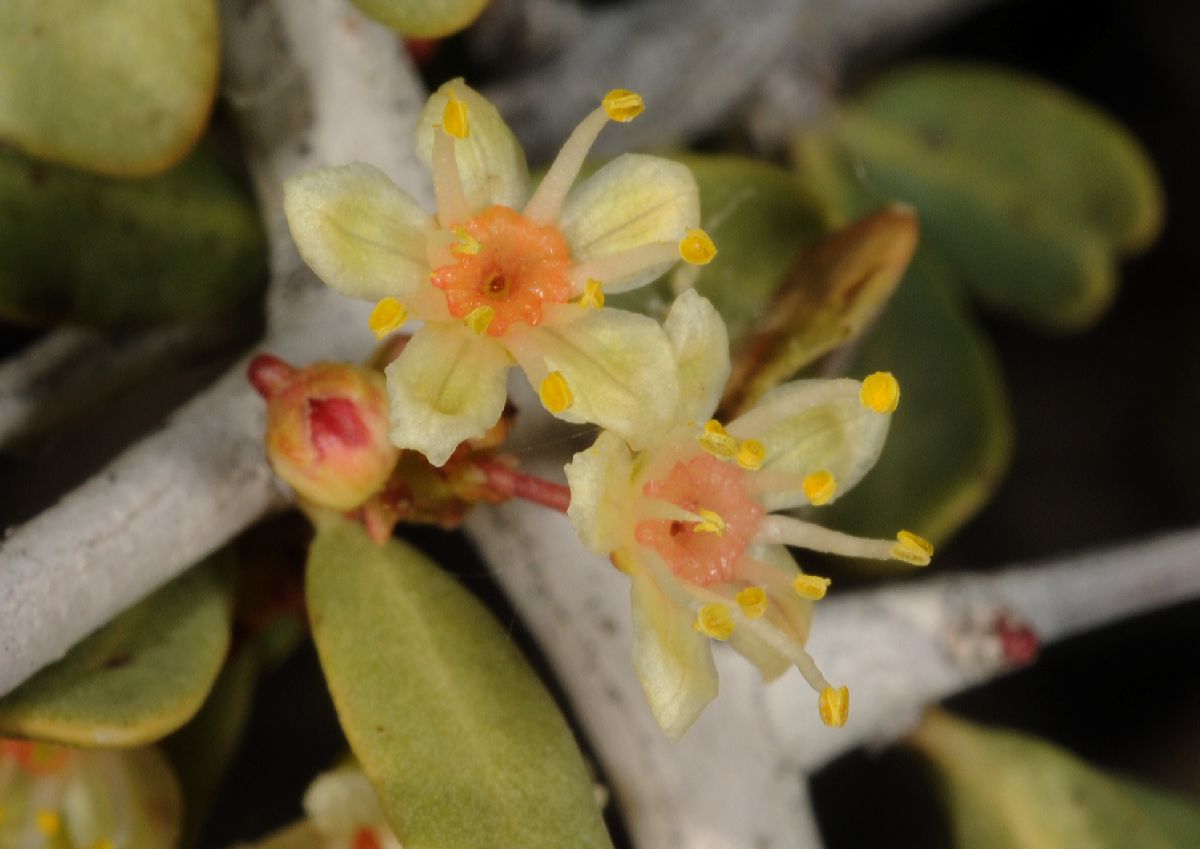 Anacardiaceae Schinus johnstonii