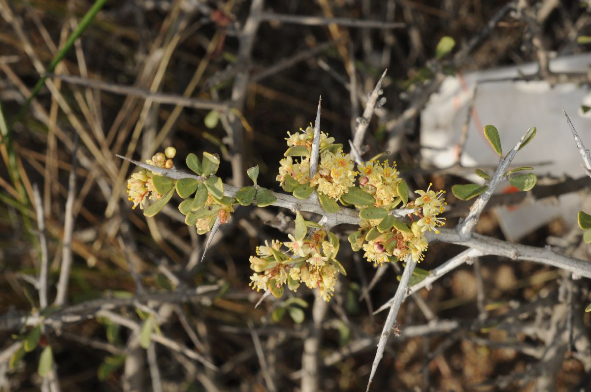 Anacardiaceae Schinus johnstonii