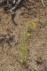 image of Amsinckia calycina